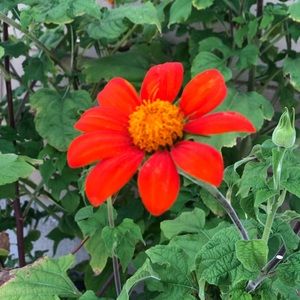 Meet your Posher, Golnaz